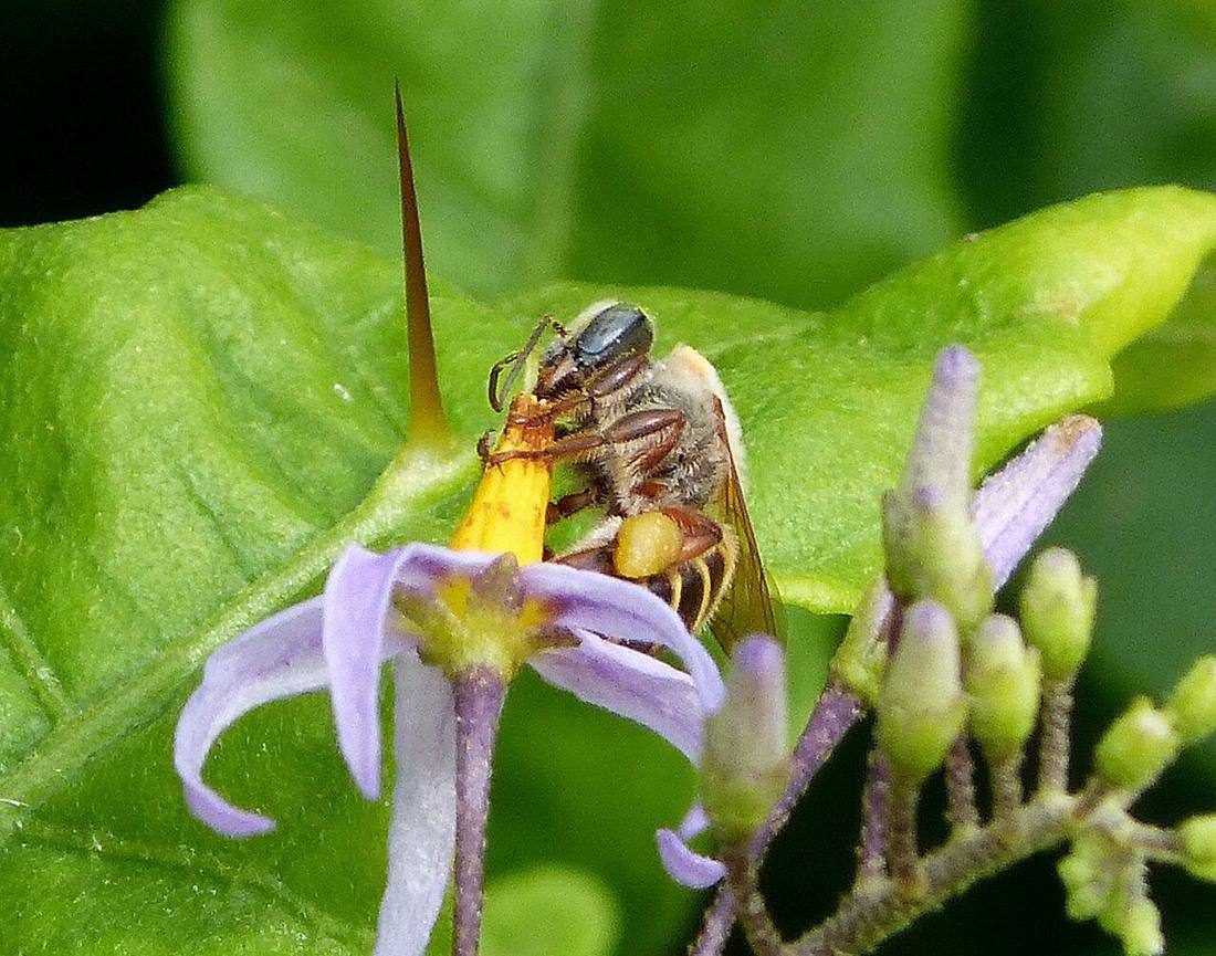 Melipona honey